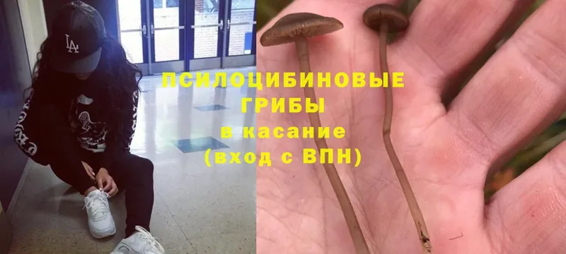 Псилоцибиновые грибы Psilocybe  купить   Вельск 